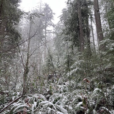 photo of West Tiger Mountain #3 Trail