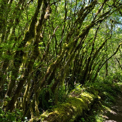 photo of West Tiger Mountain #3 Trail