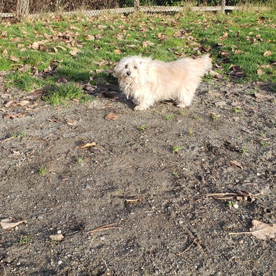 photo of Luther Burbank Dog Park