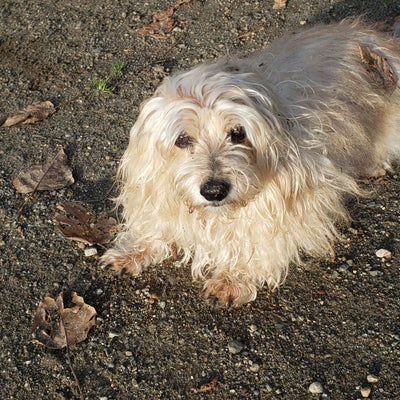 photo of Luther Burbank Dog Park