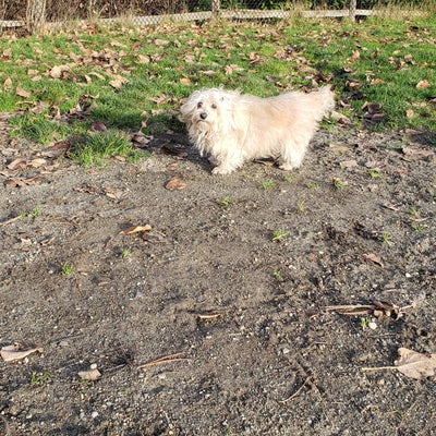 photo of Luther Burbank Dog Park