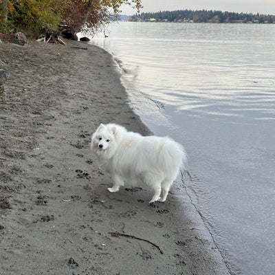 photo of Luther Burbank Dog Park