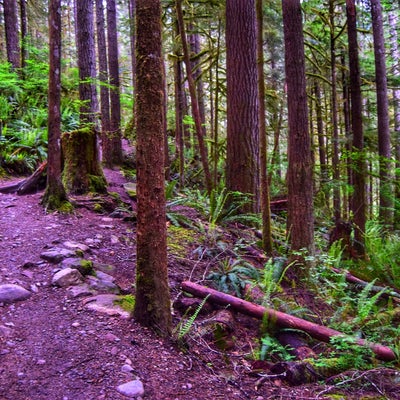 photo of Rattlesnake Mountain