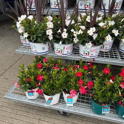 photo of Lowe's