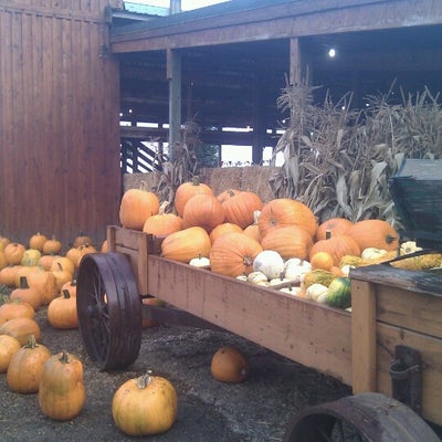 photo of Hunter's Pumpkin Patch