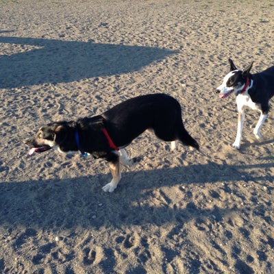 photo of Thurston County Off-Leash Dog Park