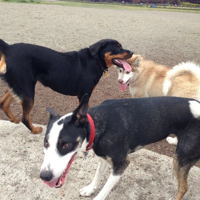 photo of Thurston County Off-Leash Dog Park