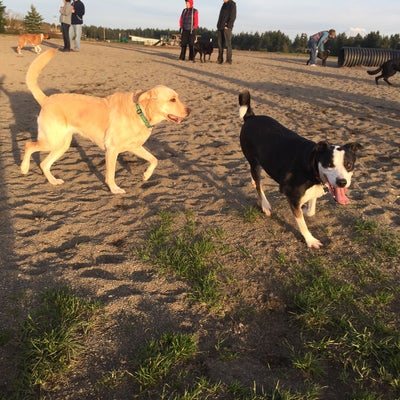 photo of Thurston County Off-Leash Dog Park