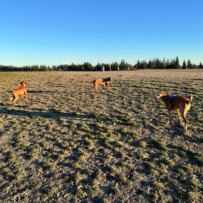 photo of Thurston County Off-Leash Dog Park