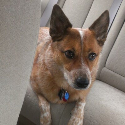photo of West Coast k9