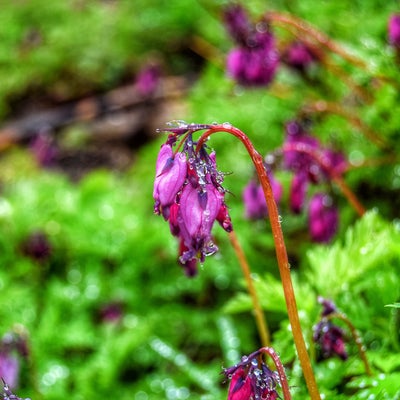 photo of Rattlesnake Mountain Grand Prospect