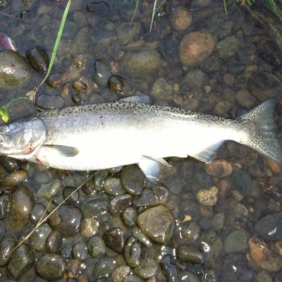 photo of Nisqually River