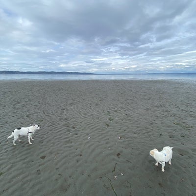 photo of Dash Point Beach