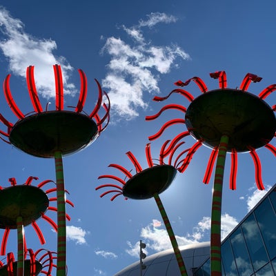 photo of Sonic Bloom