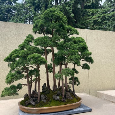 photo of Pacific Bonsai Museum