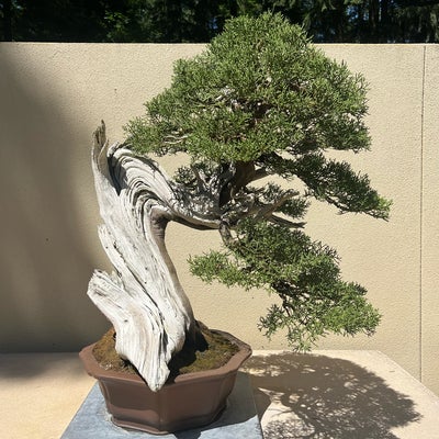 photo of Pacific Bonsai Museum