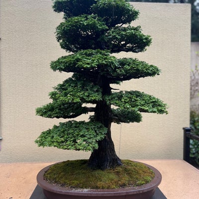 photo of Pacific Bonsai Museum