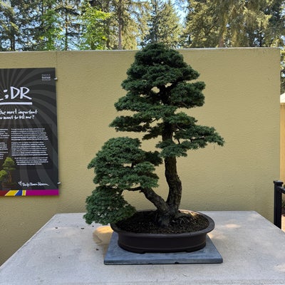 photo of Pacific Bonsai Museum