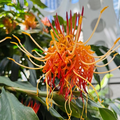 photo of Amazon - The Spheres