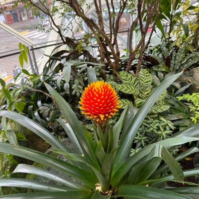 photo of Amazon - The Spheres