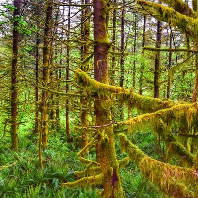 photo of McDonald Mountain Trailhead