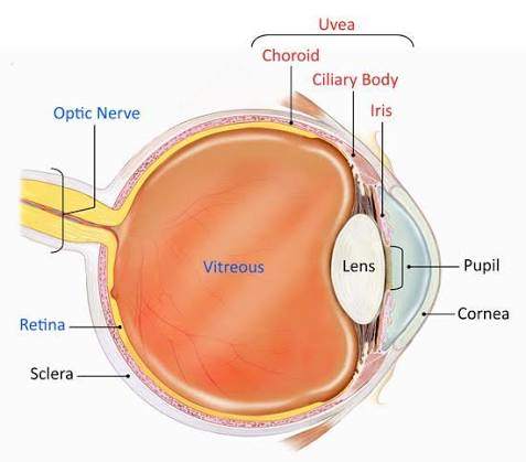 Uveitis & Ocular Inflammation Care
