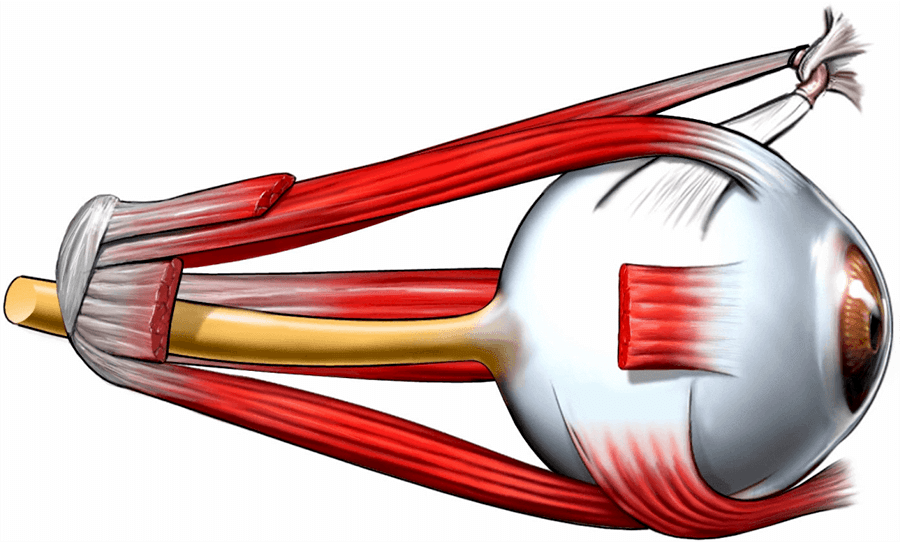 Squint & Eye Muscle Correction