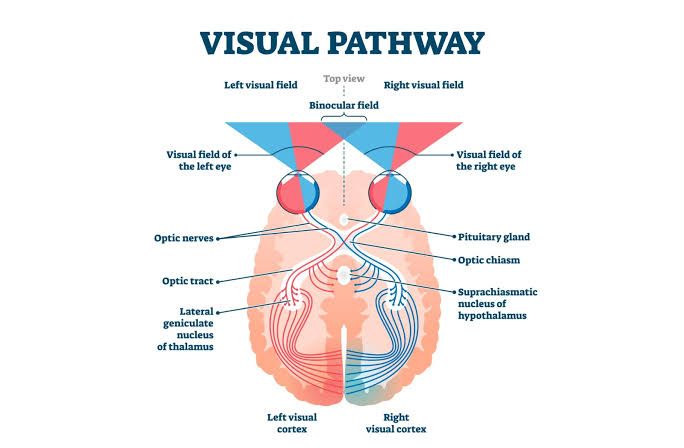 Visual Field Diagnostic Testing