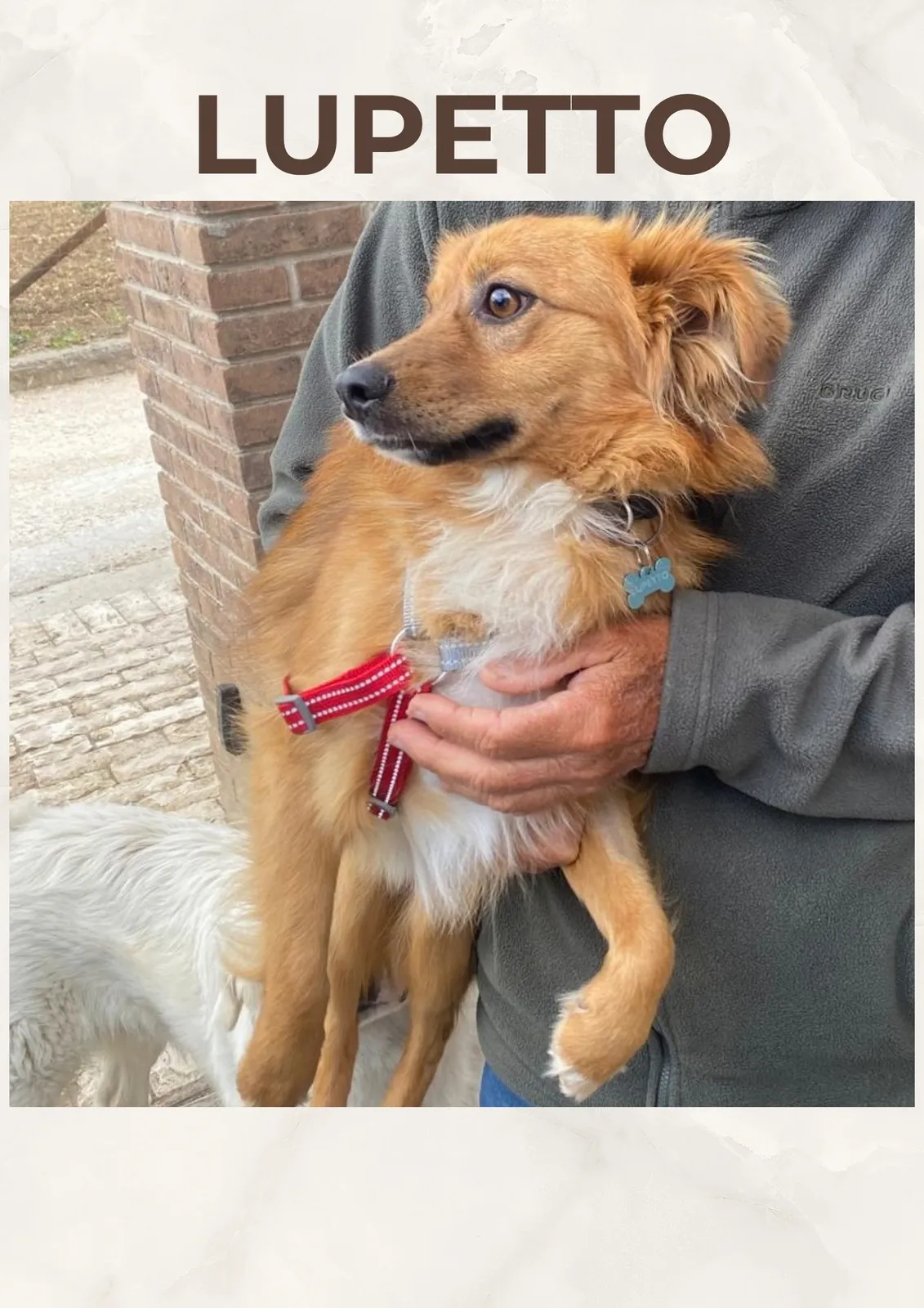 Foto annuncio 1: LUPETTO