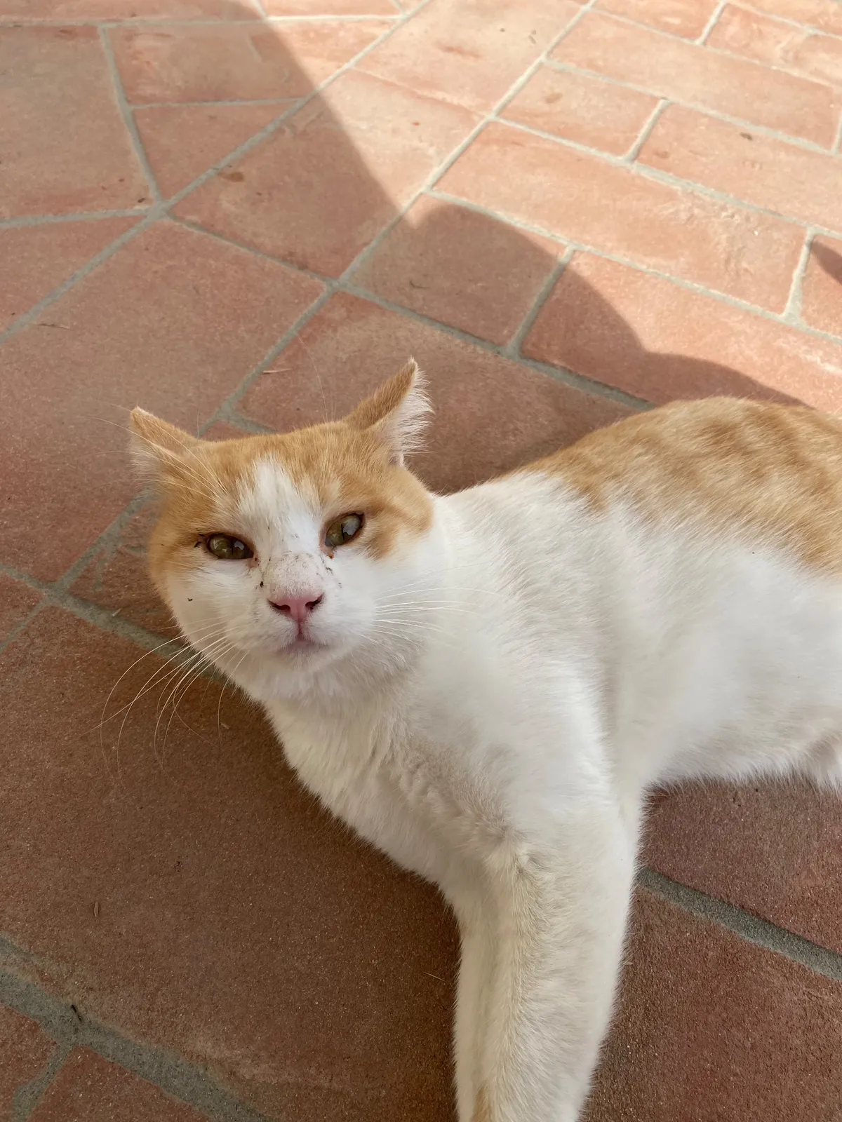 Foto annuncio 2: Non ha un nome