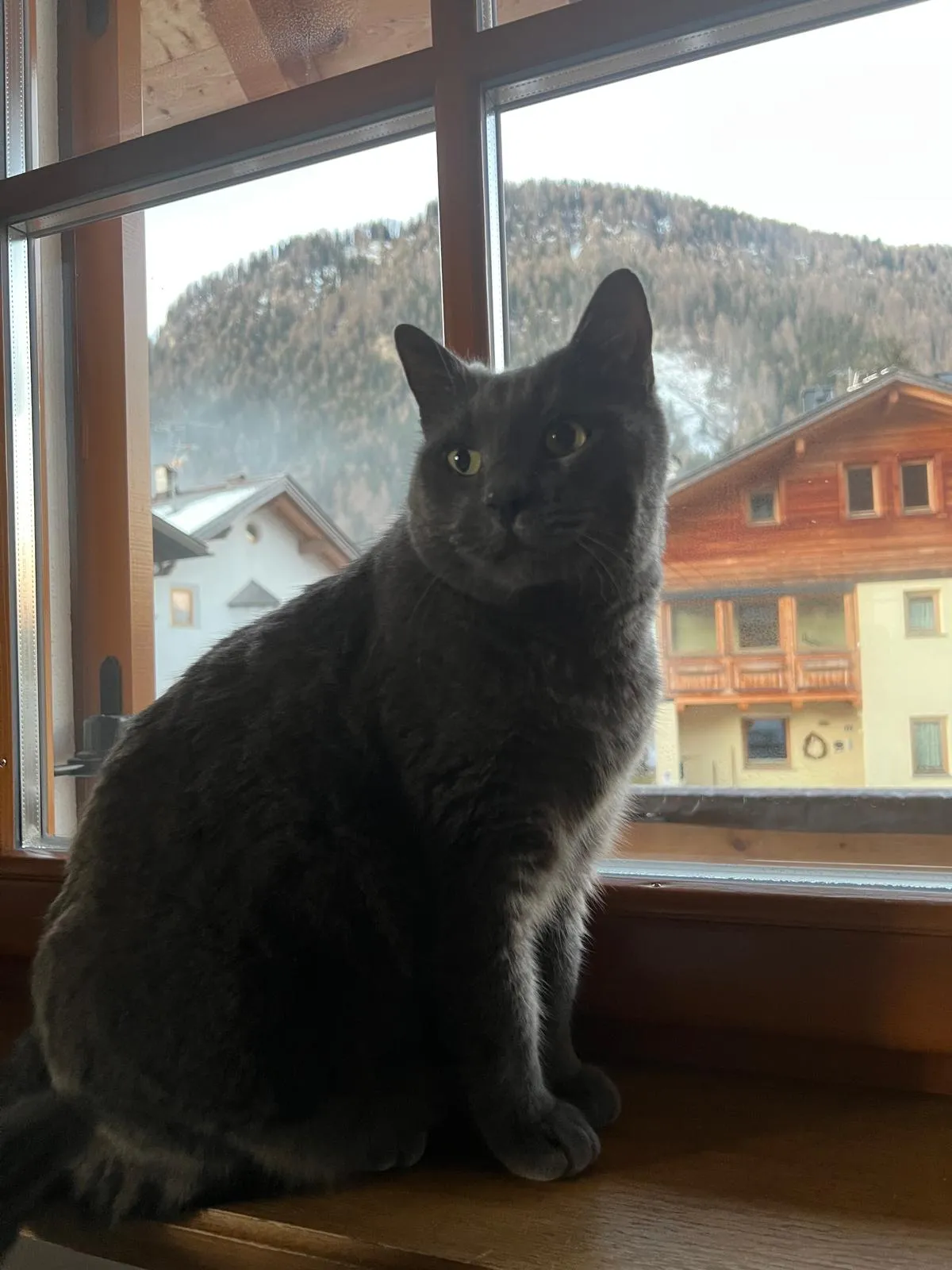Foto annuncio 1: Rasputin