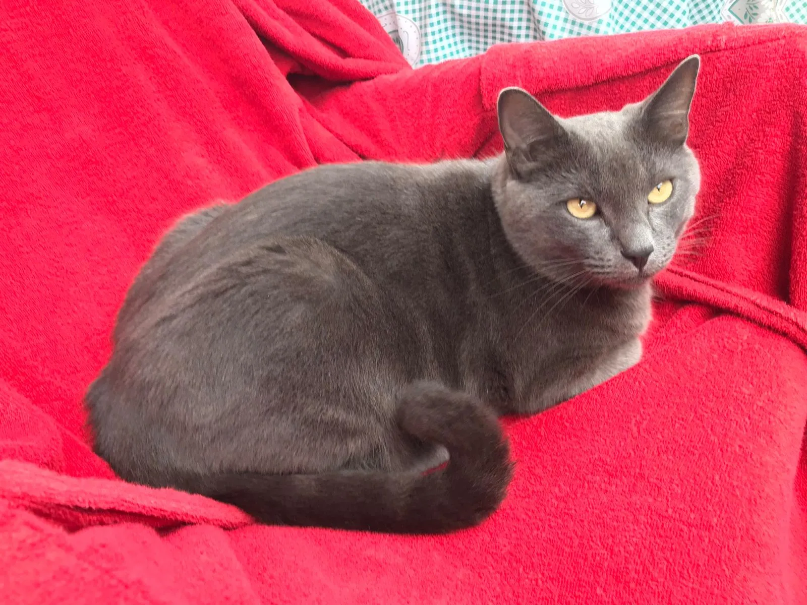 Foto annuncio 2: Rasputin