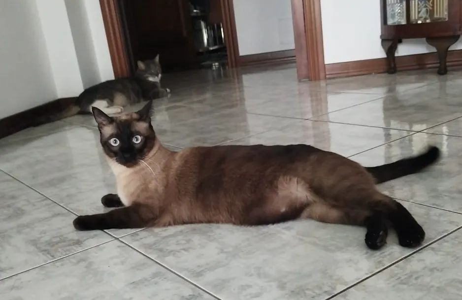 Foto annuncio 1: Kiwi