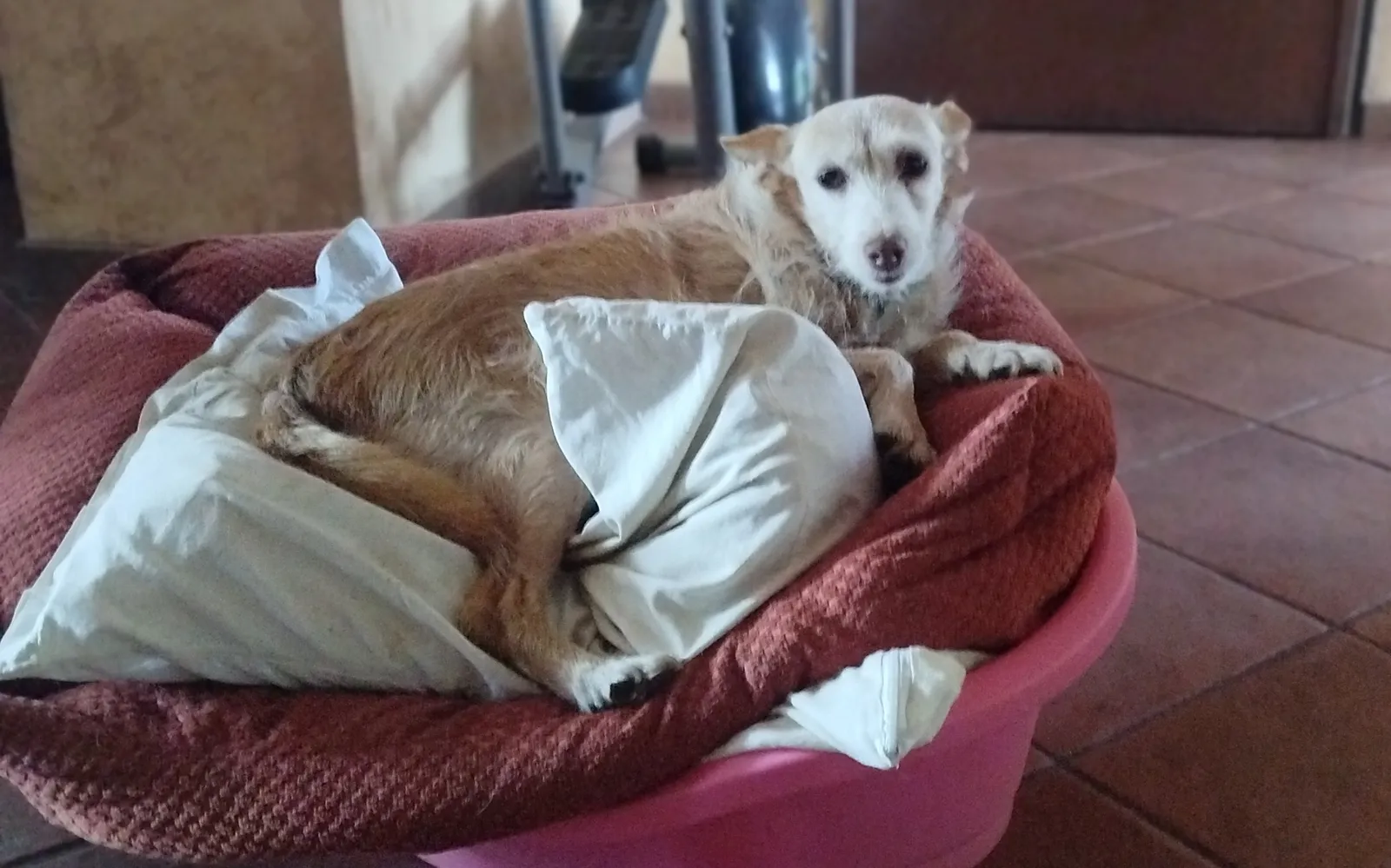 Foto annuncio 1: Galia