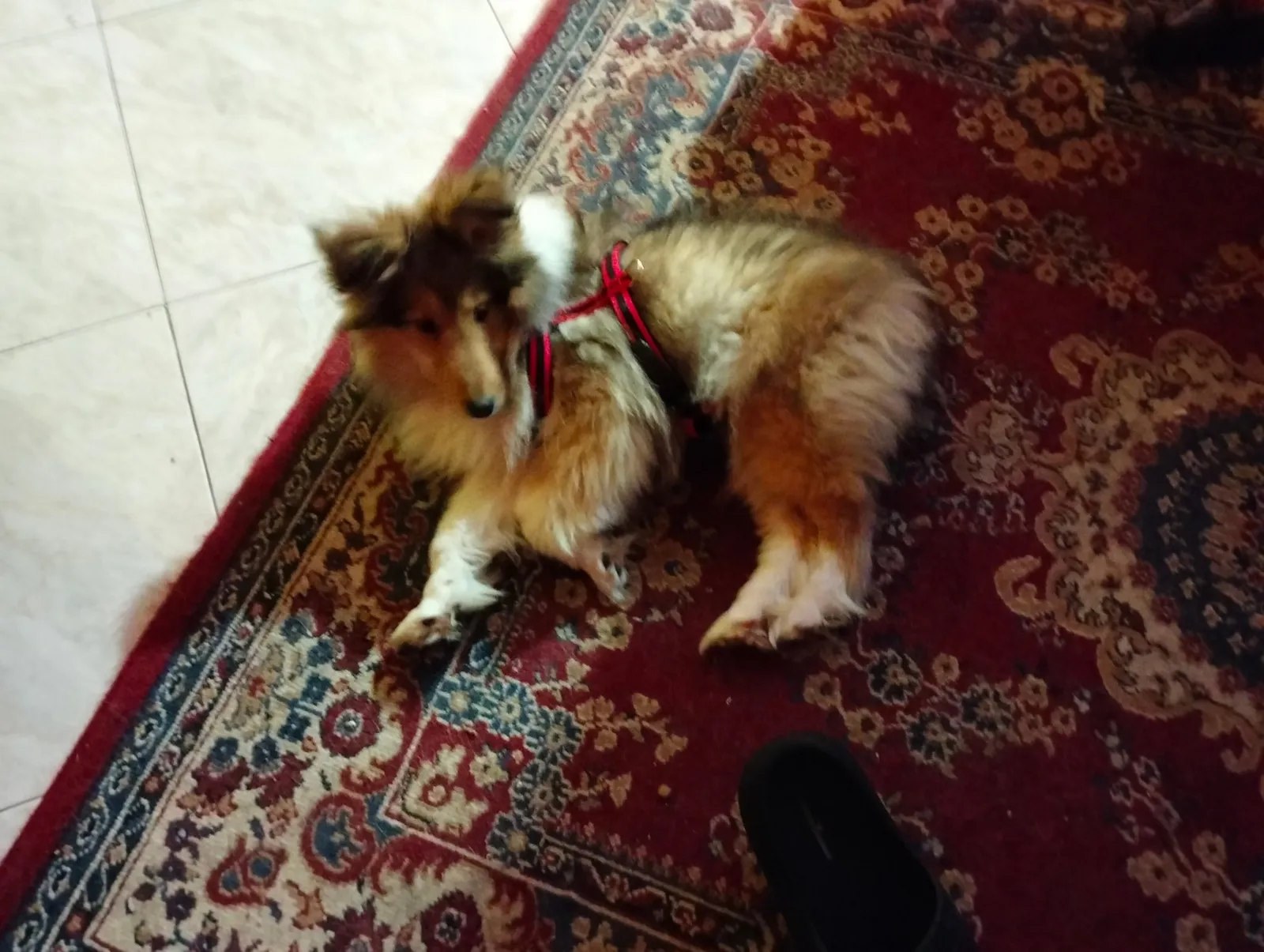 Foto annuncio 2: BABY (XANDRIA)