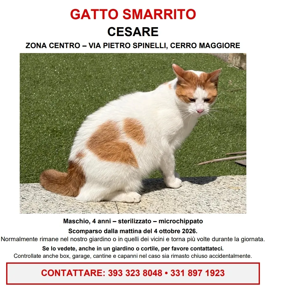 Foto annuncio 1: Cesare