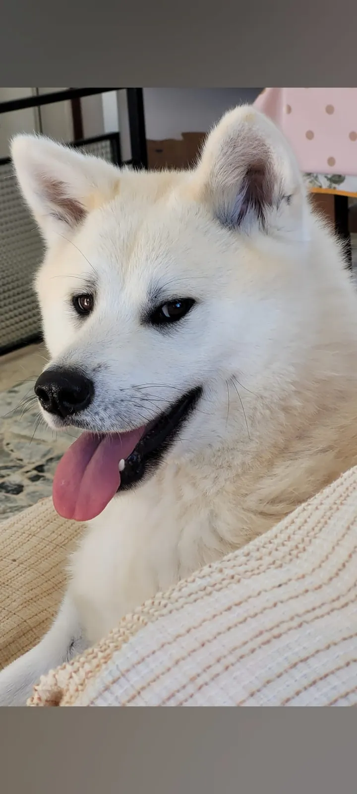 Cane di razza Akita a Cadrezzate (VA): ricerca conclusa positivamente.