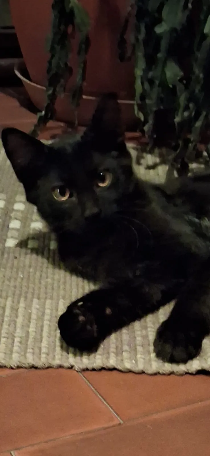 Foto annuncio 1: Atena
