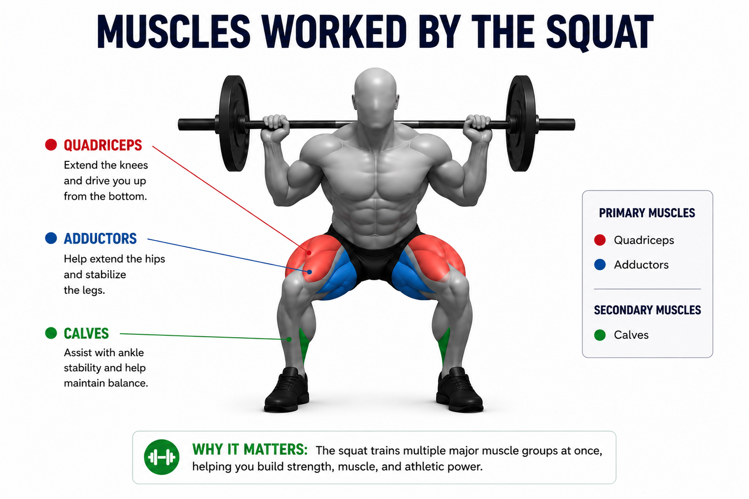 squat muscles worked front view showing quadriceps adductors and calves