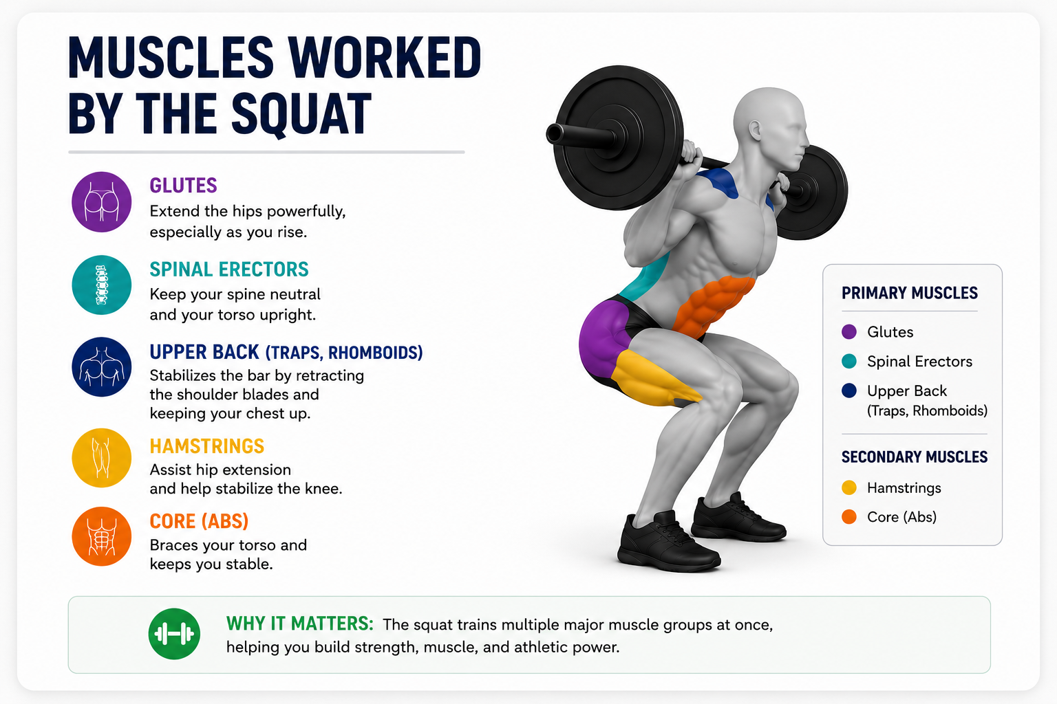 squat muscles worked side view showing glutes spinal erectors upper back hamstrings and core