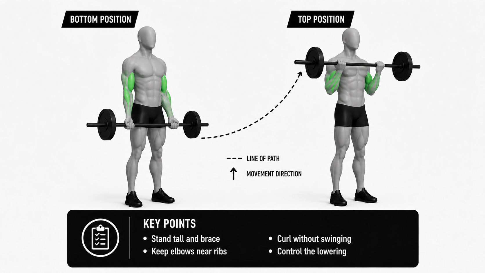 barbell curl line of path showing the bar moving in an arc from thighs to upper chest