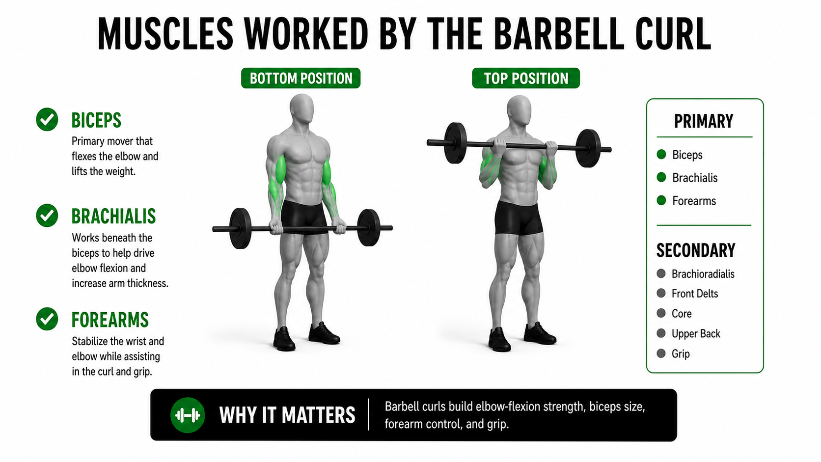 barbell curl muscles worked showing biceps brachialis forearms brachioradialis front delts core upper back and grip