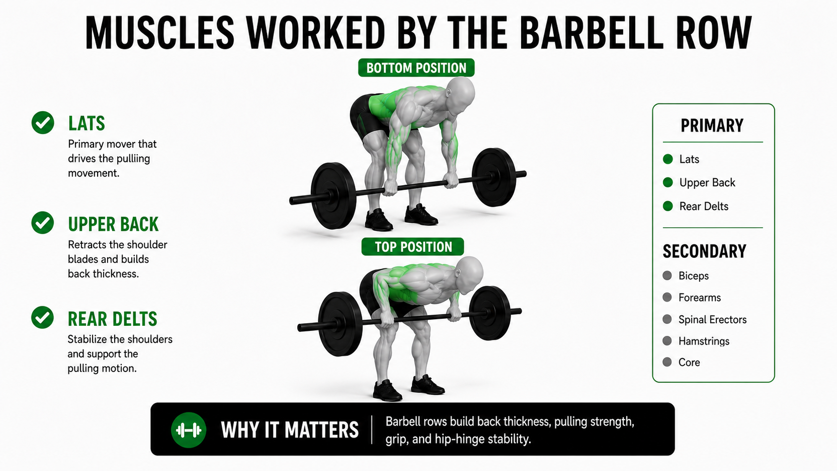 barbell row muscles worked showing lats upper back rear delts biceps forearms spinal erectors hamstrings and core