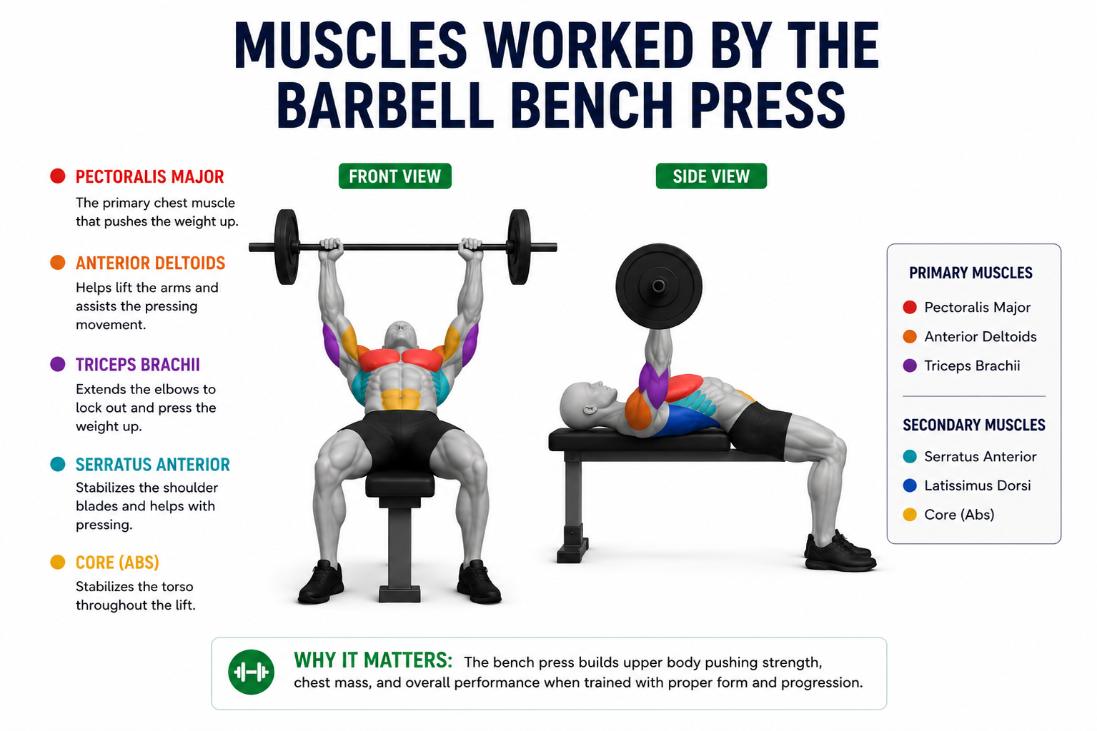 bench press muscles worked showing chest triceps and front delts