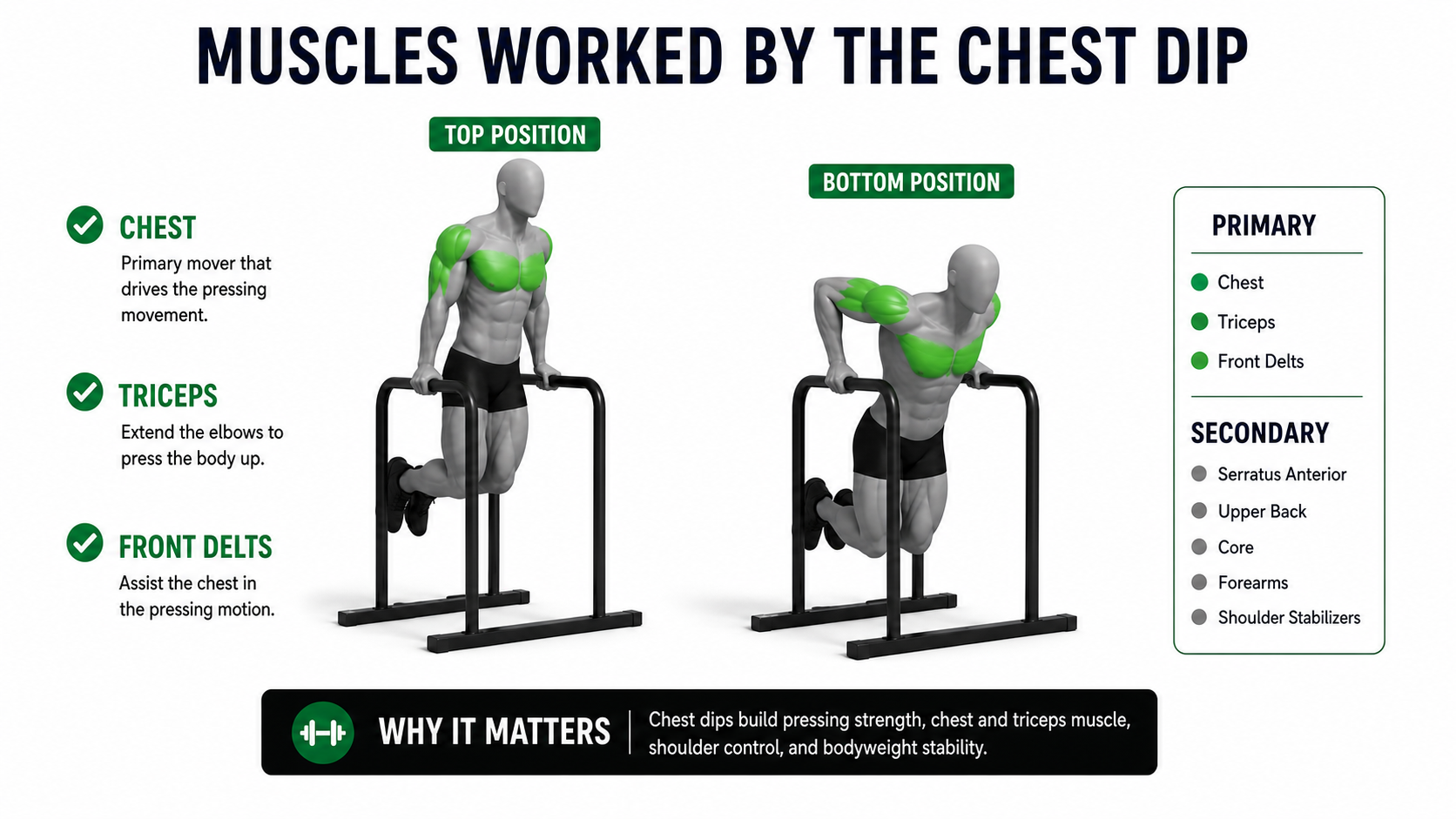 chest dip muscles worked showing chest triceps front delts serratus anterior upper back core forearms and shoulder stabilizers