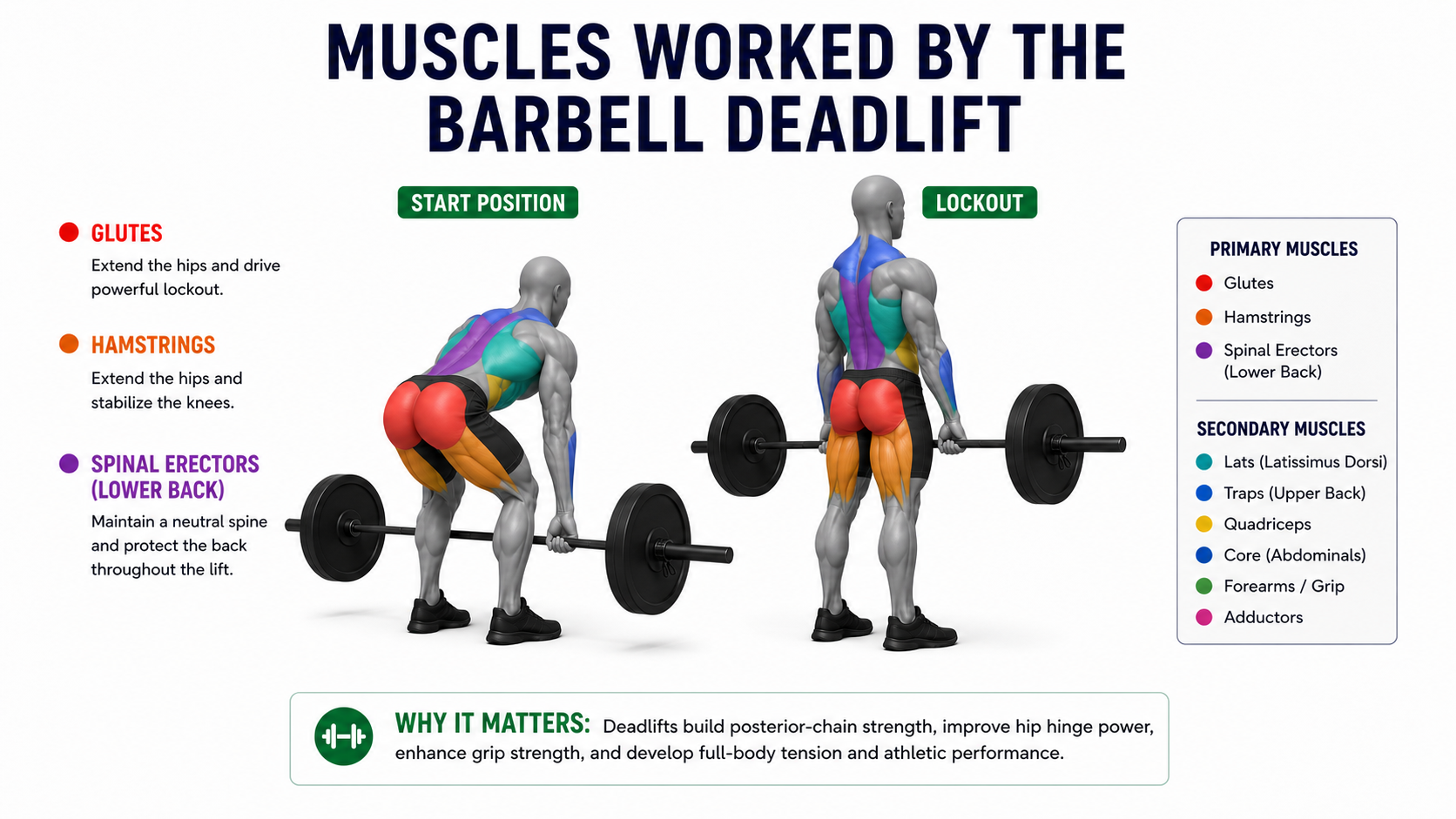 deadlift muscles worked showing glutes hamstrings spinal erectors lats traps core forearms quadriceps and adductors