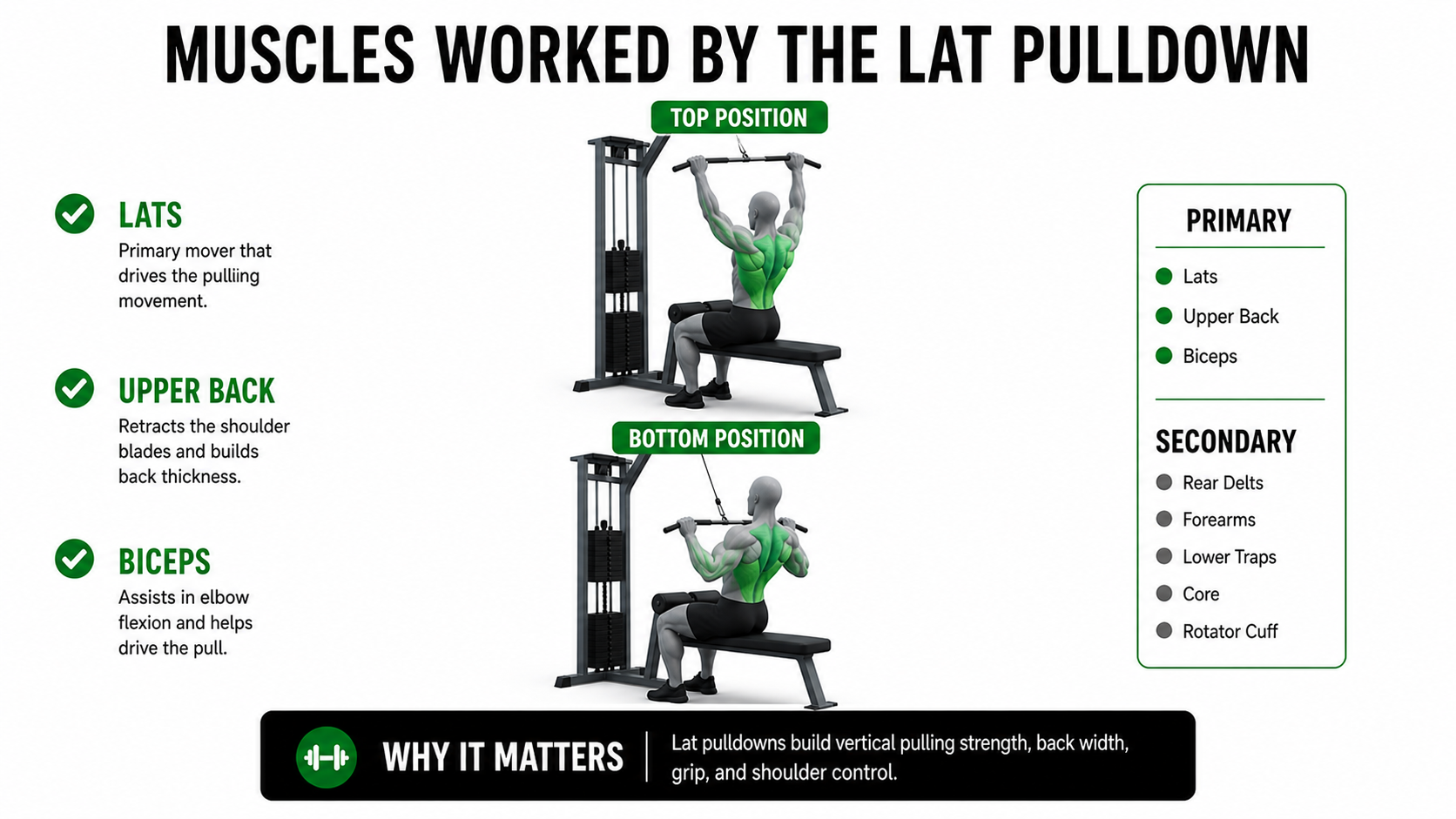 lat pulldown muscles worked showing lats upper back biceps rear delts forearms lower traps core and rotator cuff