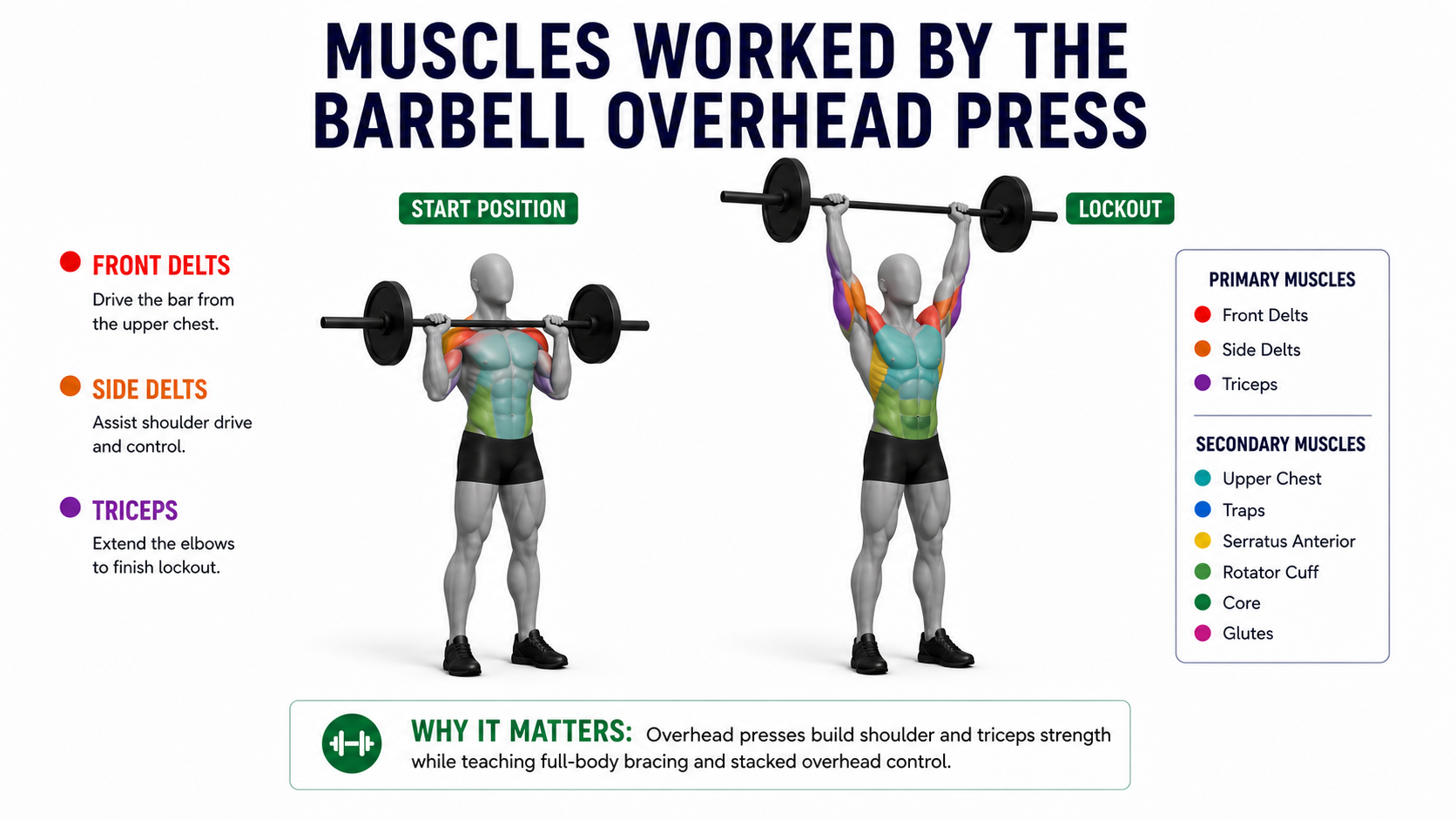 overhead press muscles worked showing front delts side delts triceps upper chest traps serratus and core