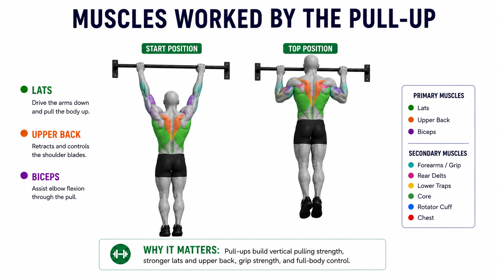 pull-up muscles worked showing lats upper back biceps forearms rear delts lower traps core rotator cuff and chest