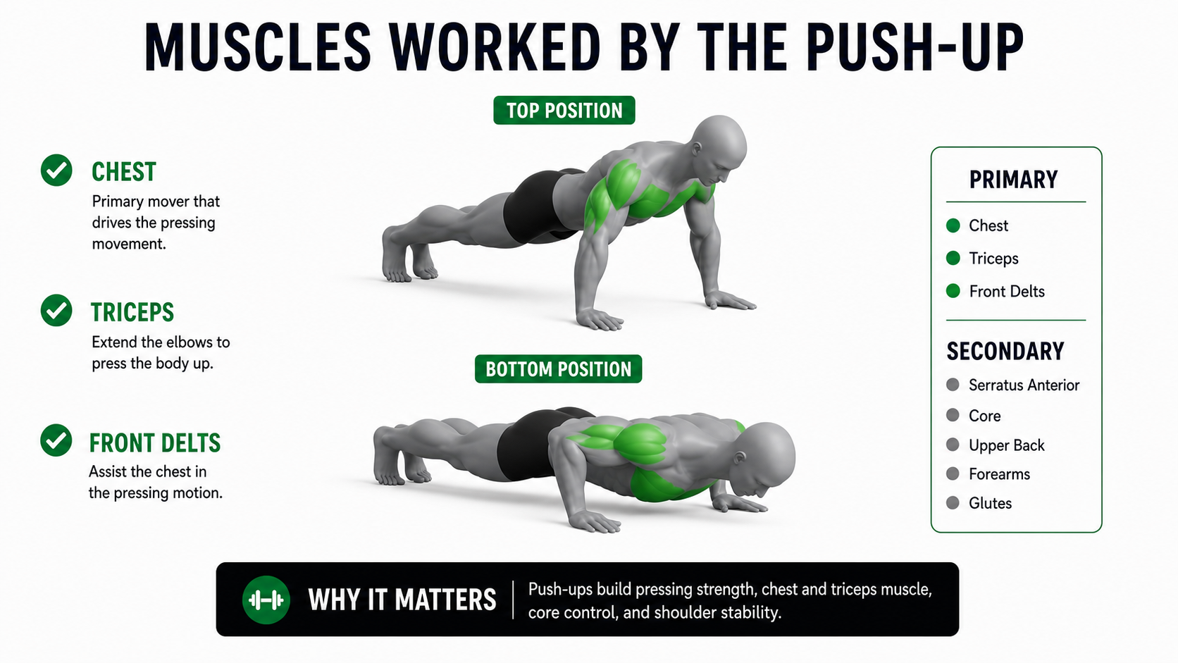 push-up muscles worked showing chest triceps front delts serratus anterior core upper back forearms and glutes
